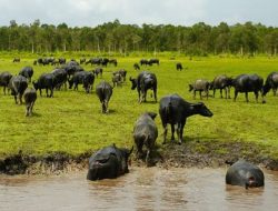 Pawang Kerbau Liar di Aceh Utara Tewas Terlilit Tali