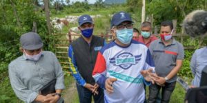 Nova Iriansyah Lepaskan Sapi Kurus dari Kandang Karantina UPTD IBI Saree