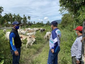 Plt Gubernur: Sapi Kurus di UPTD IBI Saree Akan Didistribusikan ke Masyarakat