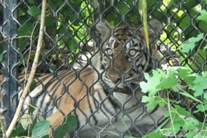 Harimau Sumatera di Aceh Selatan Masuk Perangkap Setelah Dipancing Umpan Kambing