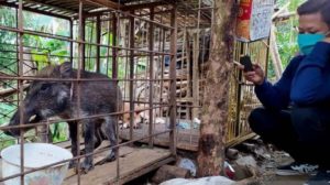 Babi Berkaki Ayam Ditemukan Warga, Seleranya Makan Nasi Hangat dan Minum Kopi