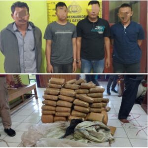 Polres Gayo Lues Tangkap 4 Penyelundup 185 Ganja, Satu Mantan Anggota TNI