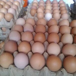 Kepala Dinas Peternakan Aceh diperiksa Terkait Kasus Korupsi Telur Rp2,6 Miliar