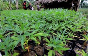 152 Rumah Sakit Diizinkan Tanam Ganja Sebagai Campuran Resep Medis