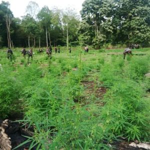 BNN Sebut Ganja Bisa Legal, Tapi..
