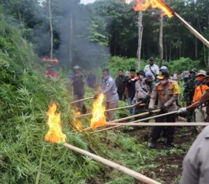 Musnahkan Puluhan Ribu Batang Ganja, 240 Personil TNI/Polri Diturunkan ke Lamteuba Aceh Besar