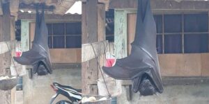 Kelelawar Berukuran Raksasa Hebohkan Warganet
