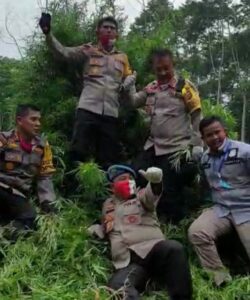 Kapolda Aceh Musnahkan 10 Hektar Ladang Ganja di Lamteuba