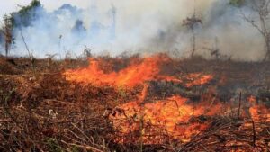 353 Hektare Hutan dan Lahan Hangus Terbakar di Aceh Hingga Juni 2020
