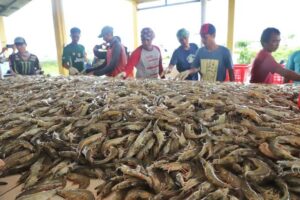 KKP Akan Bangun Klaster Tambak Udang Nasional 5,1 Hektare di Aceh Timur