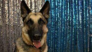 Anjing Bisa Dilatih untuk Mendeteksi Virus Corona