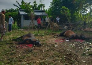 Daging Hewan Qurban Bisa Haram, Jika Tidak Disembelih Secara Syari