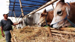 Anggap Tak Manusiawi, Australia Protes Pemotongan Sapi Qurban di Aceh