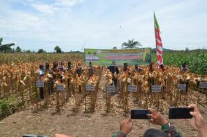 Rocky Panen 50 Hektar Jagung di Aceh Timur