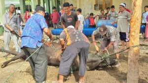 Maulid Akbar di Samalanga, Panitia Siapkan Satu Ton Lebih Daging untuk Tamu Undangan