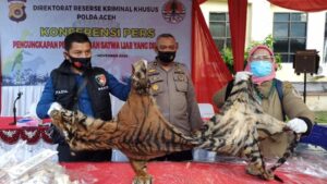 Simpan Organ Harimau dan Sisik Trenggiling Rp 6,3 Miliar, Dua Pria Aceh Ditangkap