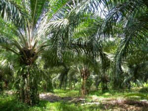 Dua Wanita Muda Dirampok di Areal Kebun Sawit Cot Girek, Uang Rp 20 Juta Diambil Pelaku