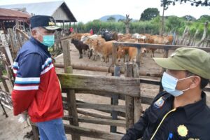 Begini Kondisi Terbaru Sapi-Sapi Kurus di Saree