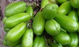 Lima Manfaat Ajaib Belimbing Wuluh, Darah Tinggi Hingga Basmi Jerawat