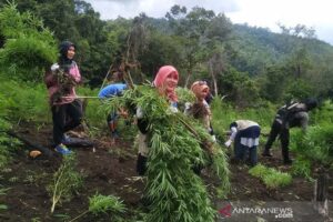 Empat Hektare Ladang Ganja di Aceh Besar di Musnahkan