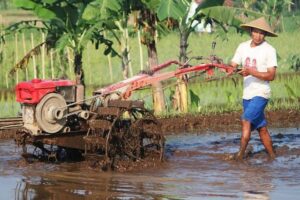 Masuk Musim Tanam, Petani Keluhkan Kelangkaan Pupuk di Samalanga