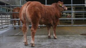 Anak Sapi Limosin Posh Spice Laku dengan Harga Rp 5 Miliar