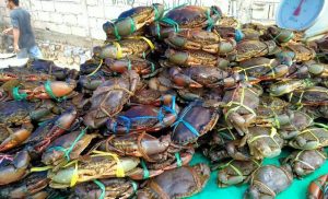 Ragam Pendapat Ulama soal Hukum Konsumsi Kepiting