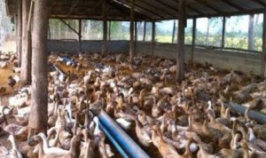 Polda Aceh Usut Dugaan Korupsi Pengadaan Bebek Rp8,4 Miliar