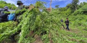 BNN Musnahkan 15 Ton Ganja di Aceh Besar