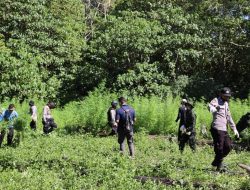 BNN Musnahkan 2 Hektar Ladang Ganja di Aceh Besar