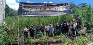 Polisi Musnahkan 7 Haktare Ladang Ganja di Aceh dan Sita 592 Kg