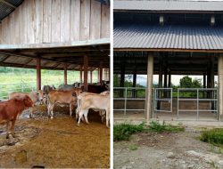 Habiskan Dana Miliaran, Peternakan Sapi Milik Pemkab Bireuen Dinilai Sarat Masalah
