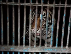 Dua Harimau Sumatera Positif Covid-19