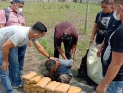 Bawa 30 kg Ganja dari Aceh, Seorang Sopir Diringkus Polda Sumut