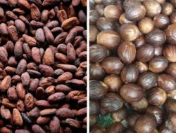 Alhamdulillah, Harga Biji Coklat dan Pala Kering di Abdya Merangkak Naik