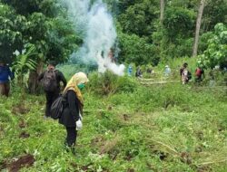 BNN Aceh Kembali Musnahkan 3,5 Hektar Ganja di Aceh