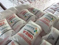 Subsidi Sampai Rp 30 Triliun Per Tahun, Kenapa Petani Sulit Dapat Pupuk?