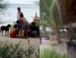 Satpol PP Aceh Singkil Bantah Siksa Anjing Canon