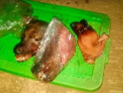 Pesantren Habib Bahar Diteror 3 Kepala Anjing