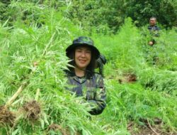 Menyorot Peran Srikandi Tangguh, Babat 13.000 Batang Ganja Aceh