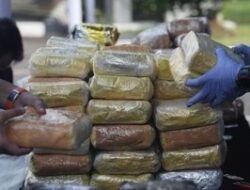 Polisi Sita 471,6 Kg Ganja Jaringan Sumatera, Usut Ladang di Aceh