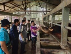Masyarakat Aceh Diimbau Potong Bersyarat Hewan Ternak Terinfeksi