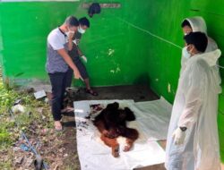 Seekor Orangutan Sumatera Ditemukan Mati di Taman Nasional Gunung Leuser