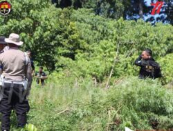 Bareskrim Polri Musnahkan 25 Hektare Ladang Ganja di Aceh