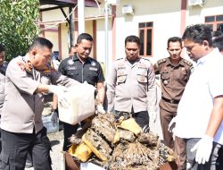 Polres Bireuen Musnahkan Barang Bukti Ganja 26.475 Gram
