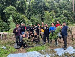 Polres Bireuen Musnahkan 6 Hektar Ladang Ganja