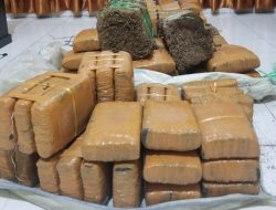 Bawa 147 Kg Ganja, DPO Asal Aceh Timur Ditangkap di Medan