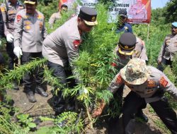 Total 43 Hektar Ladang Ganja Siap Panen di Aceh Dimusnahkan