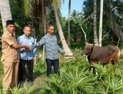 Bank Aceh Bireuen Serahkan 1 Ekor Lembu Meugang untuk Masyarakat