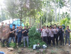 Dua Hektar Ladang Ganja di Perbukitan Aceh Utara Dimusnahkan
